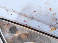 Protection from bugs and insects